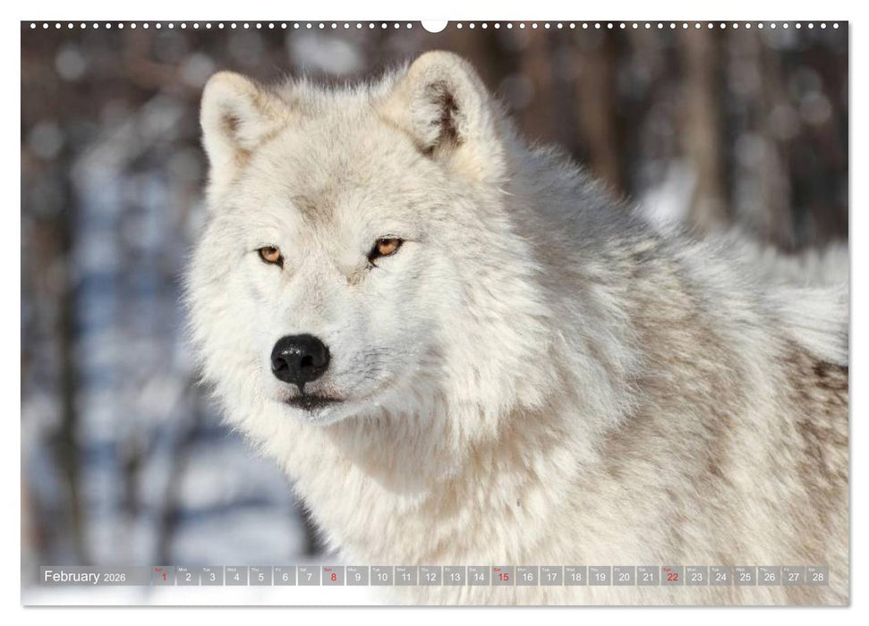 Wolves • Faces of social hunters (CALVENDO Premium-Calendar 2026)