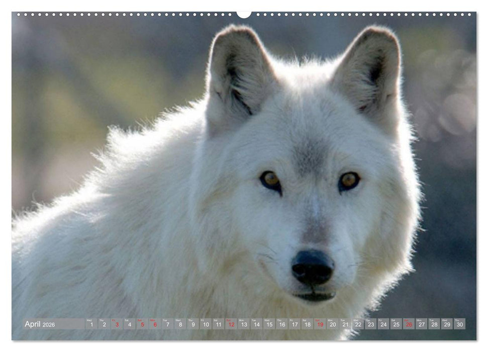 Wolves • Faces of social hunters (CALVENDO Premium-Calendar 2026)