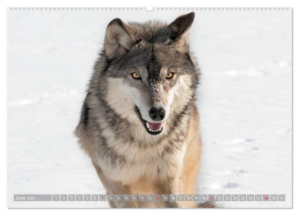 Wolves • Faces of social hunters (CALVENDO Premium-Calendar 2026)