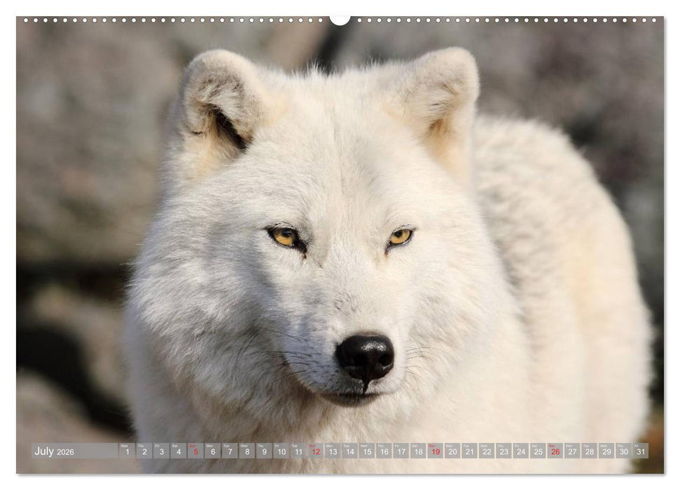 Wolves • Faces of social hunters (CALVENDO Premium-Calendar 2026)