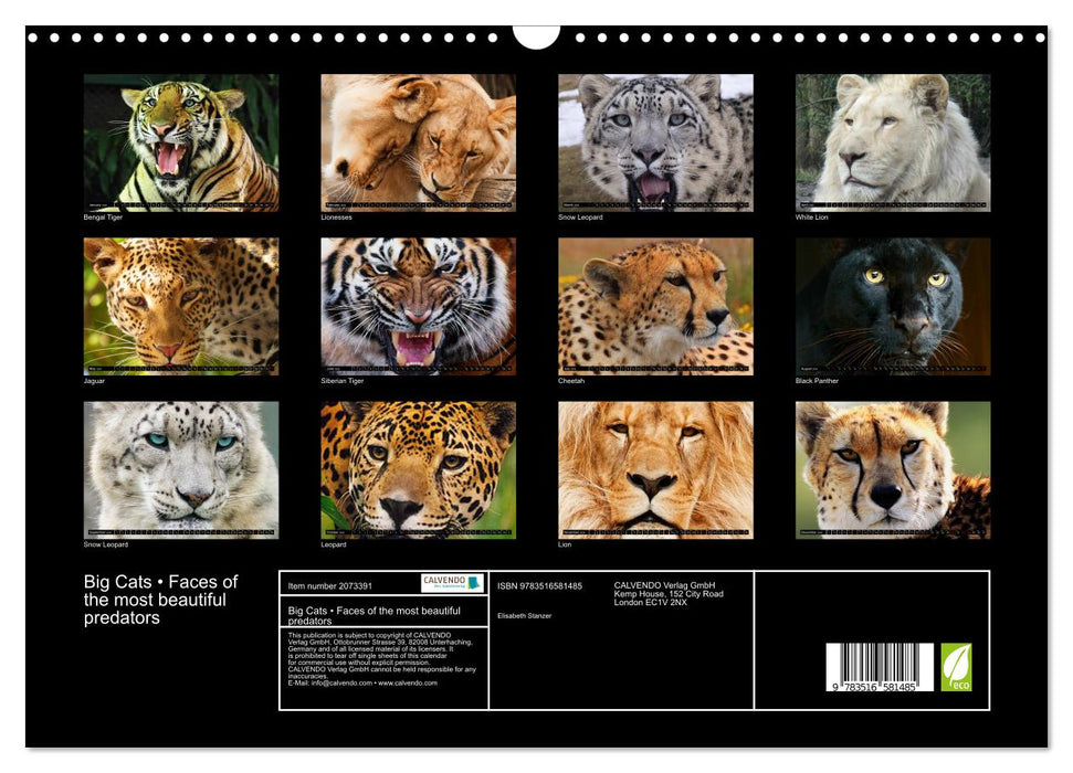 Big Cats • Faces of the most beautiful predators (CALVENDO Monthly Calendar 2026)