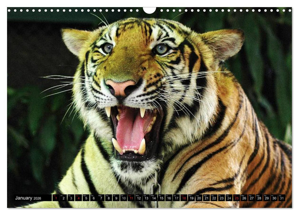 Big Cats • Faces of the most beautiful predators (CALVENDO Monthly Calendar 2026)