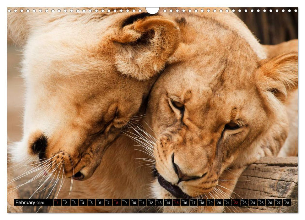 Big Cats • Faces of the most beautiful predators (CALVENDO Monthly Calendar 2026)