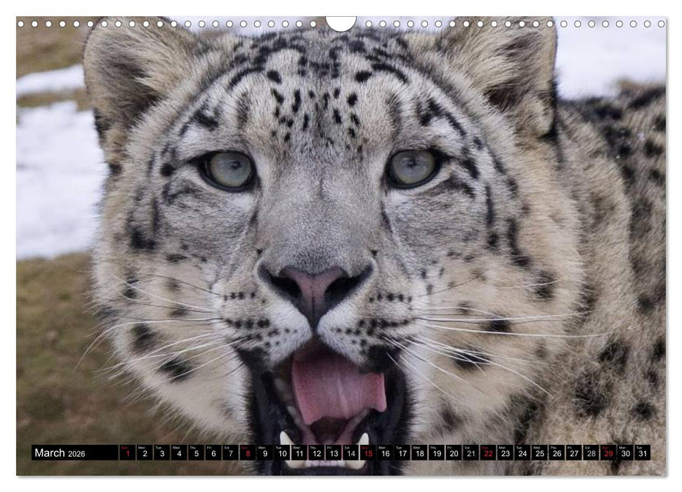 Big Cats • Faces of the most beautiful predators (CALVENDO Monthly Calendar 2026)