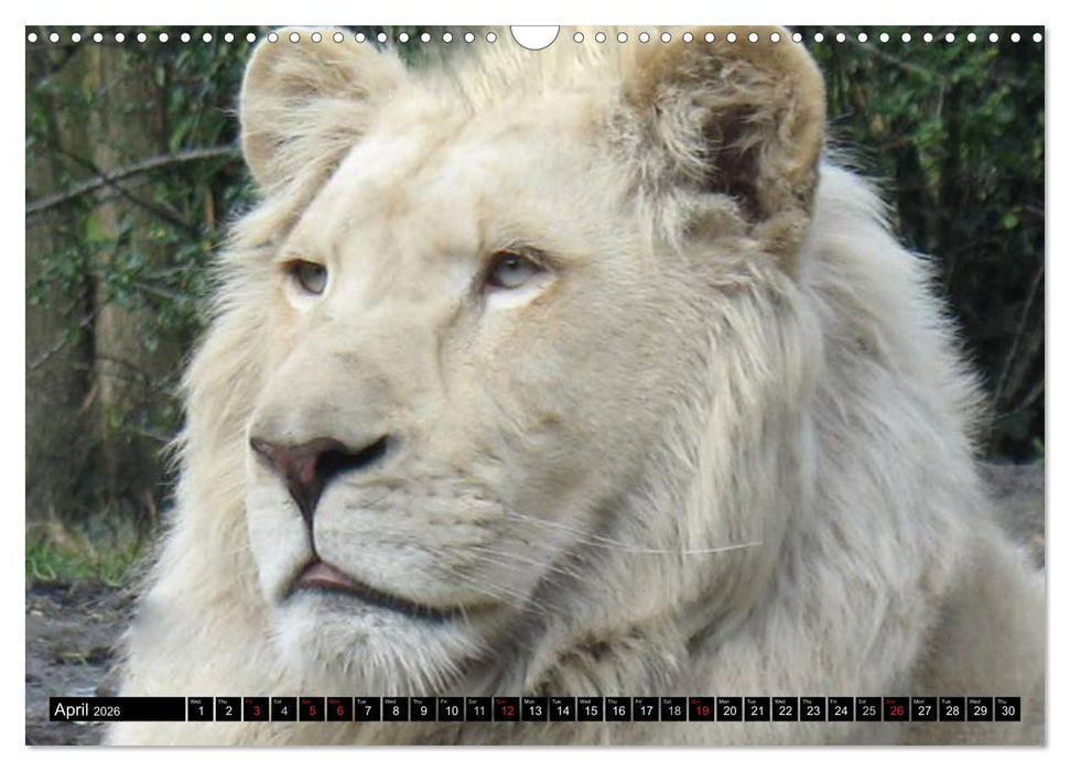 Big Cats • Faces of the most beautiful predators (CALVENDO Monthly Calendar 2026)