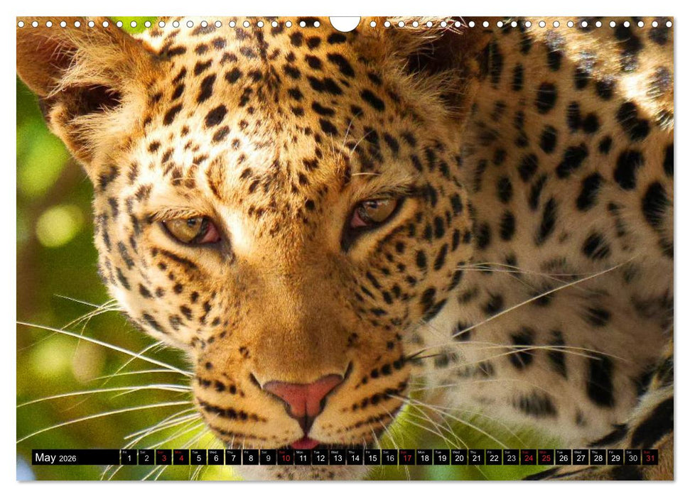 Big Cats • Faces of the most beautiful predators (CALVENDO Monthly Calendar 2026)