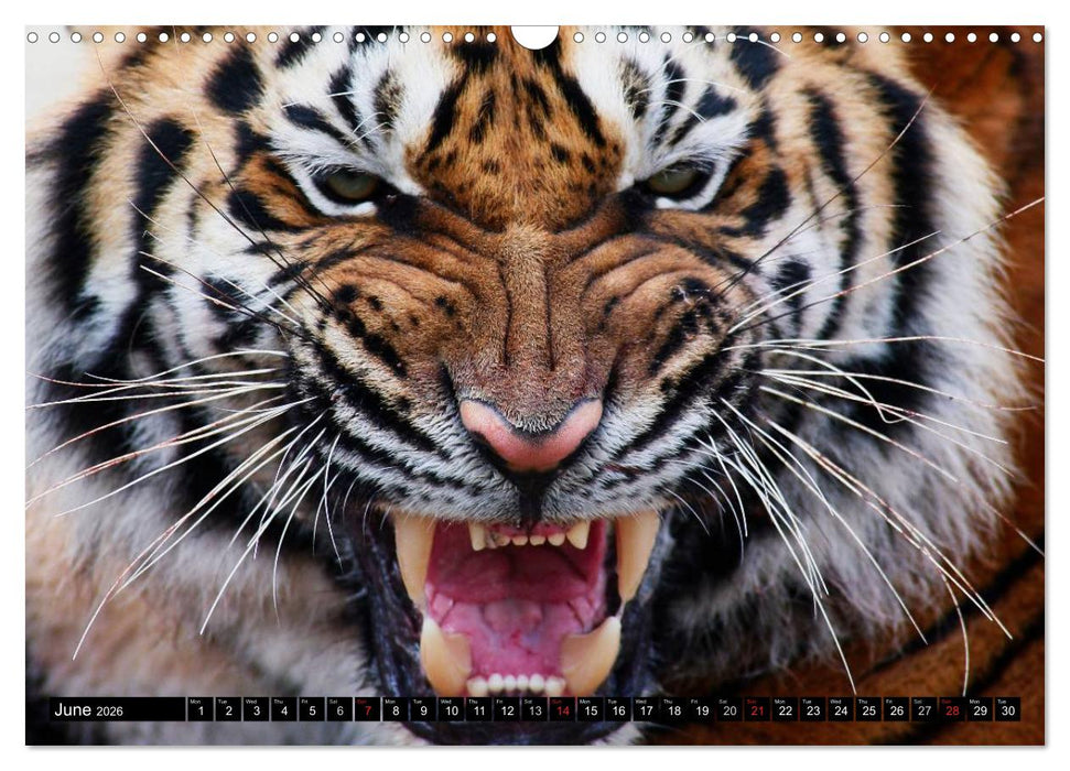 Big Cats • Faces of the most beautiful predators (CALVENDO Monthly Calendar 2026)