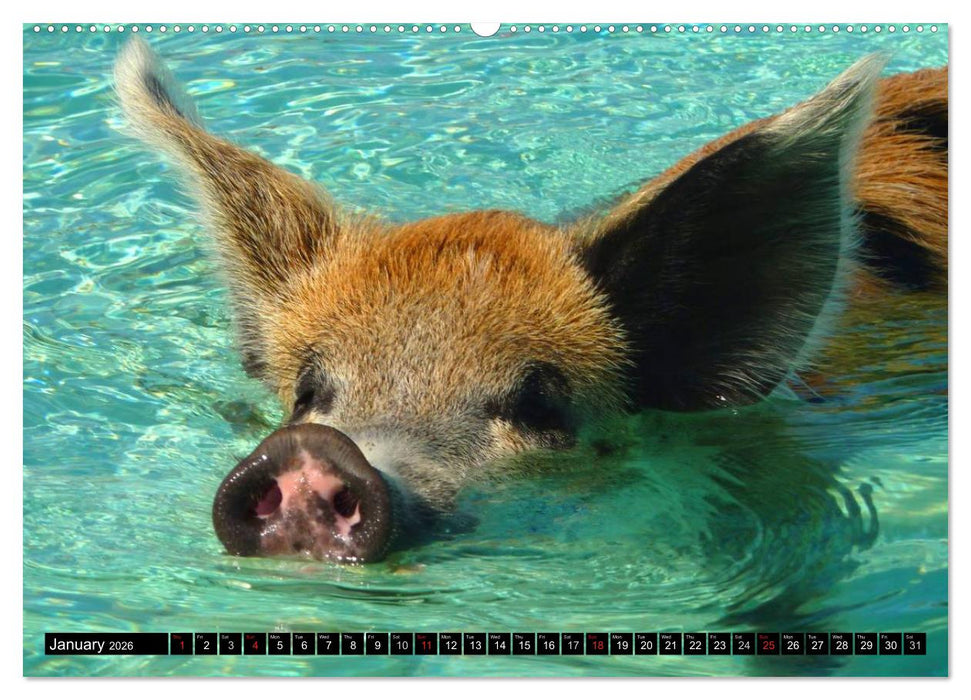 The Swimming Pigs of Bahamas (CALVENDO Premium-Calendar 2026)