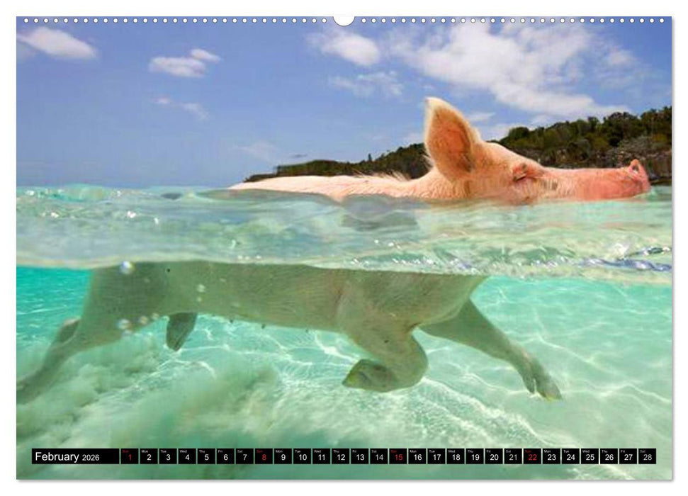 The Swimming Pigs of Bahamas (CALVENDO Premium-Calendar 2026)