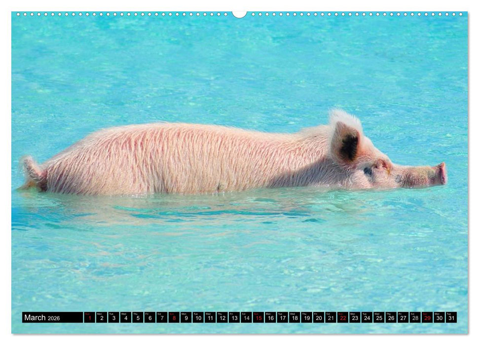 The Swimming Pigs of Bahamas (CALVENDO Premium-Calendar 2026)