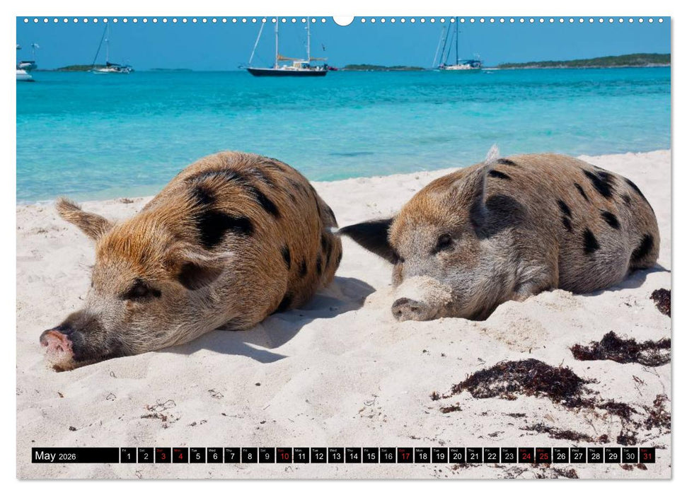 The Swimming Pigs of Bahamas (CALVENDO Premium-Calendar 2026)