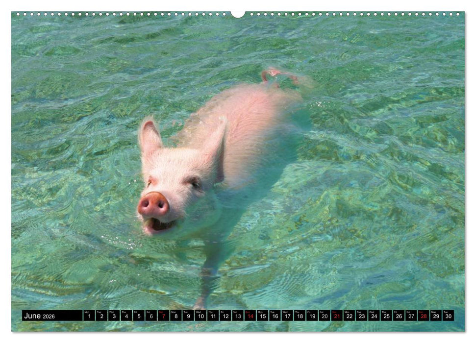 The Swimming Pigs of Bahamas (CALVENDO Premium-Calendar 2026)