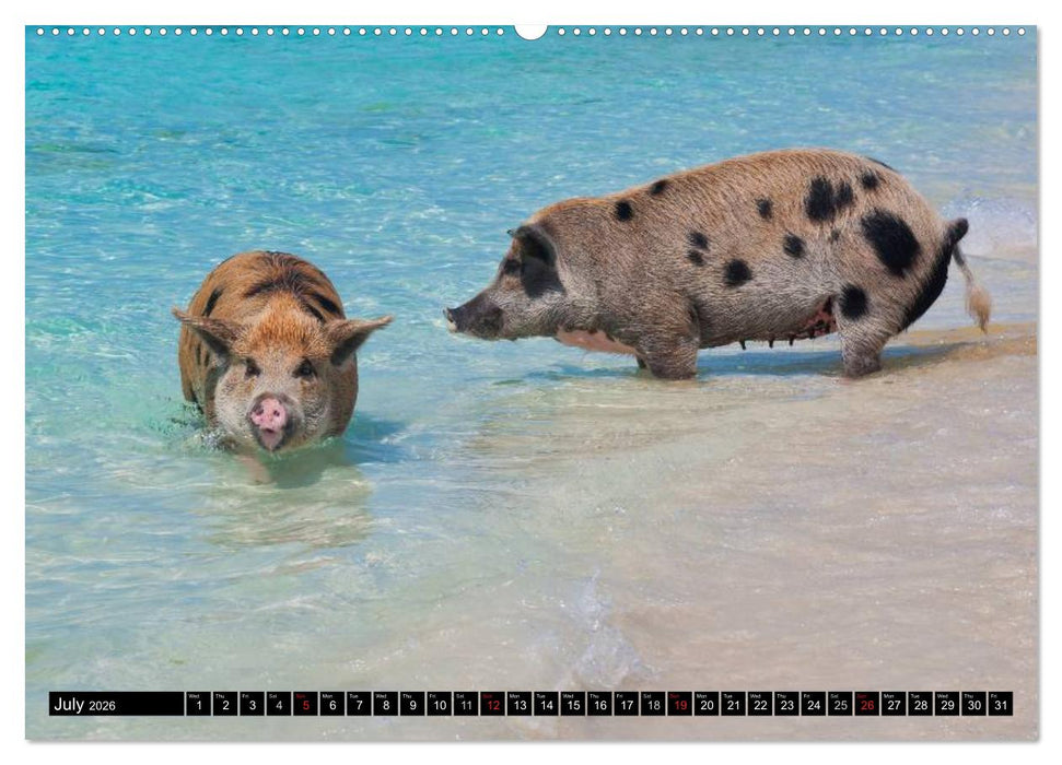 The Swimming Pigs of Bahamas (CALVENDO Premium-Calendar 2026)