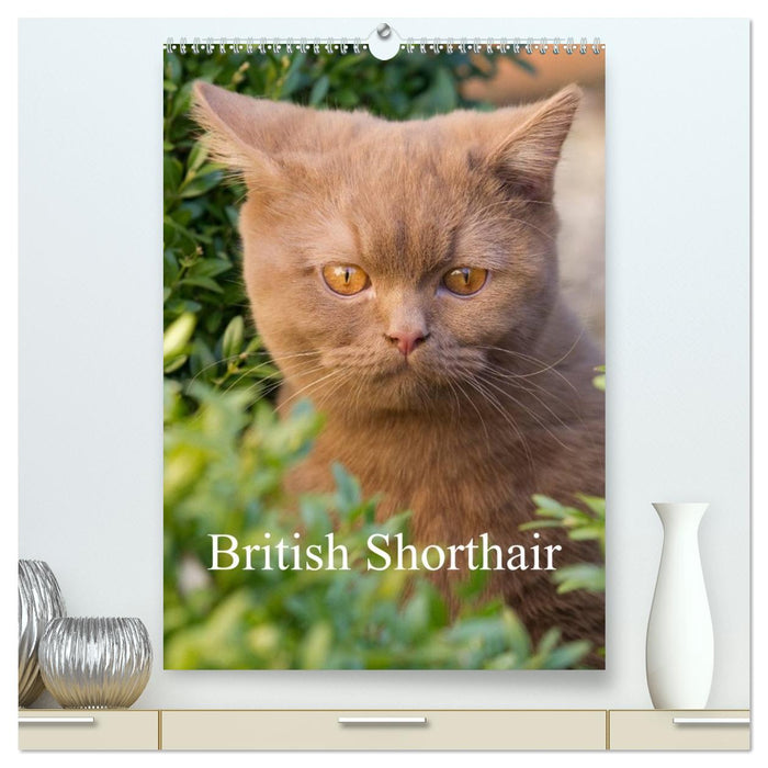 British Shorthair (CALVENDO Premium-Calendar 2026)