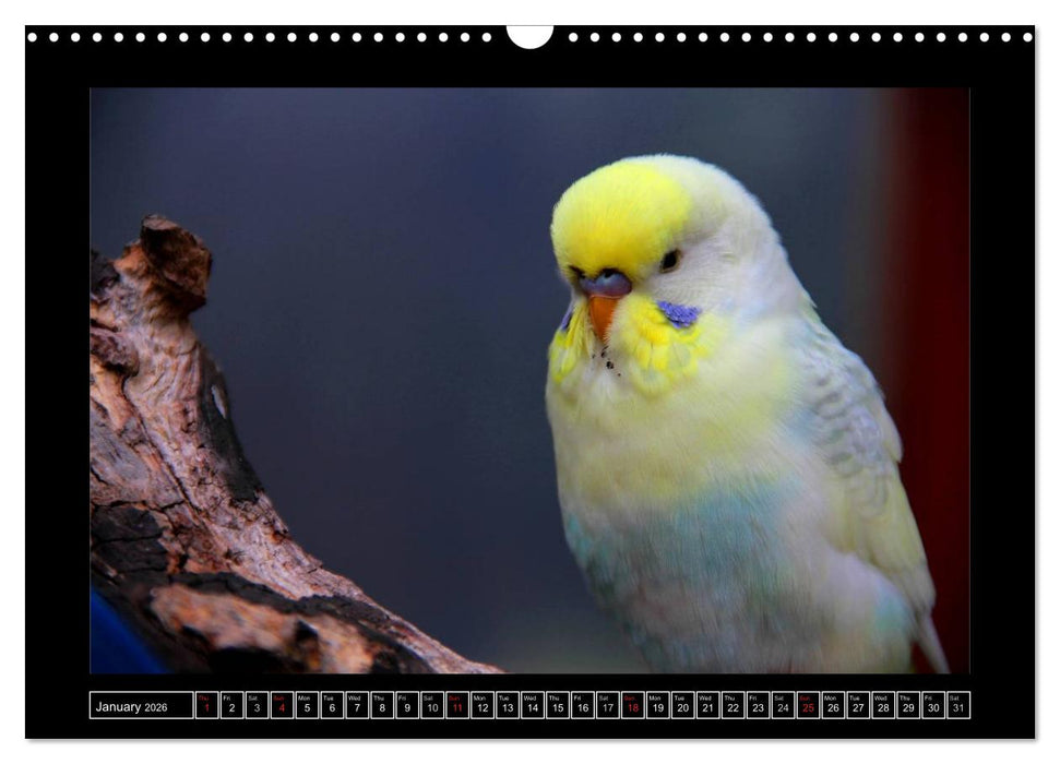 Budgie Calendar - UK Version (CALVENDO Monthly Calendar 2026)