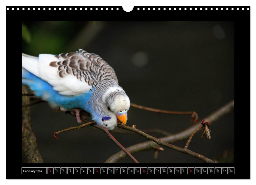 Budgie Calendar - UK Version (CALVENDO Monthly Calendar 2026)