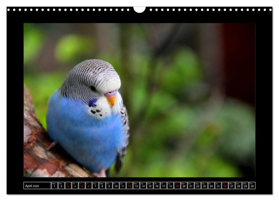 Budgie Calendar - UK Version (CALVENDO Monthly Calendar 2026)