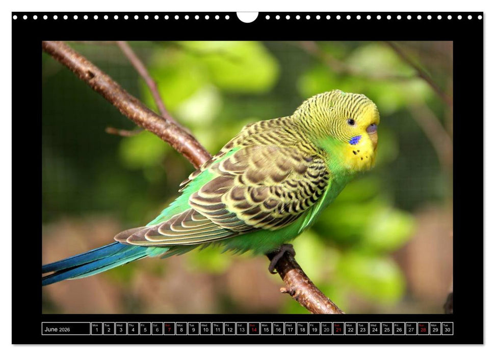 Budgie Calendar - UK Version (CALVENDO Monthly Calendar 2026)