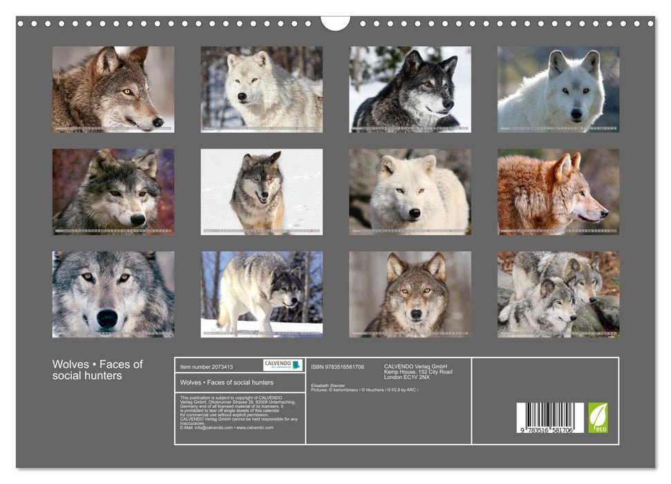 Wolves • Faces of social hunters (CALVENDO Monthly Calendar 2026)