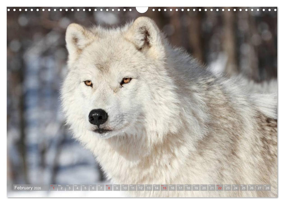 Wolves • Faces of social hunters (CALVENDO Monthly Calendar 2026)