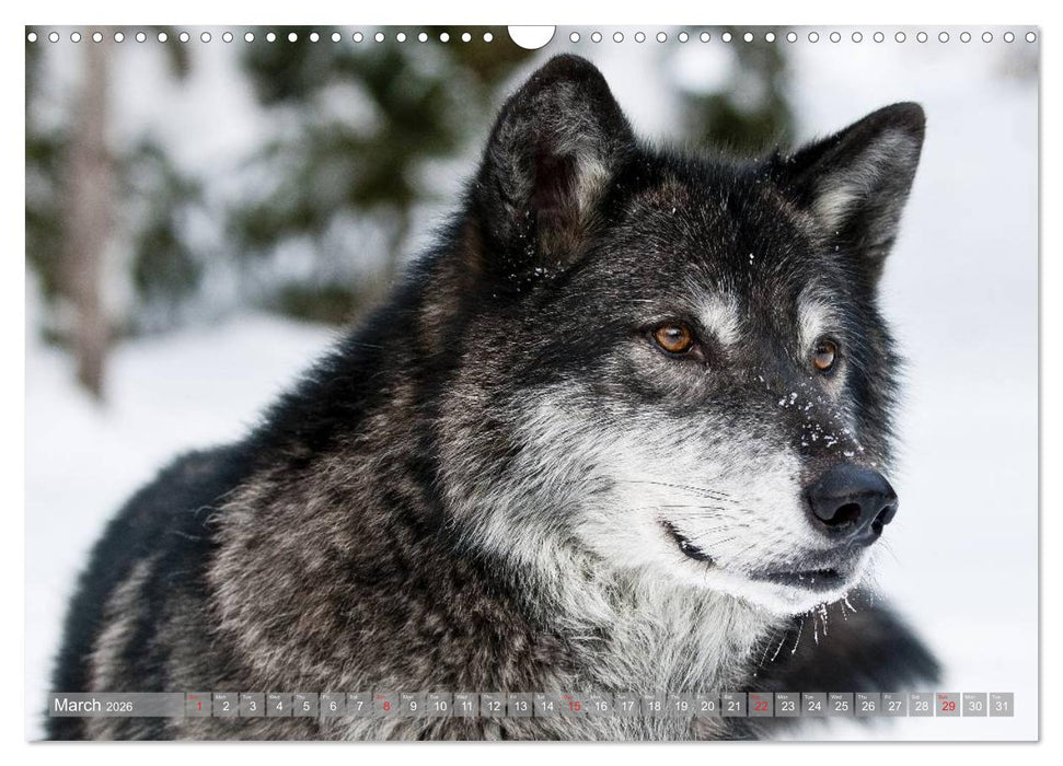 Wolves • Faces of social hunters (CALVENDO Monthly Calendar 2026)