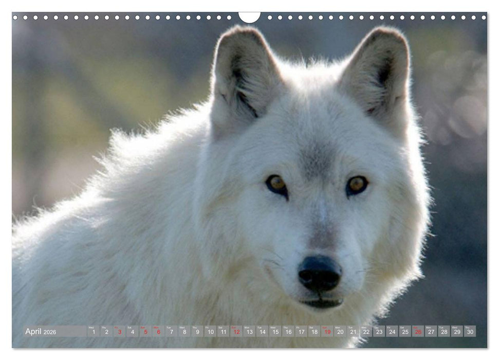 Wolves • Faces of social hunters (CALVENDO Monthly Calendar 2026)