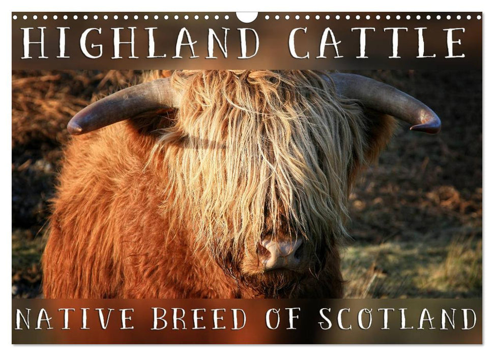 Highland Cattle - Native Breed of Scotland (CALVENDO Monthly Calendar 2026)