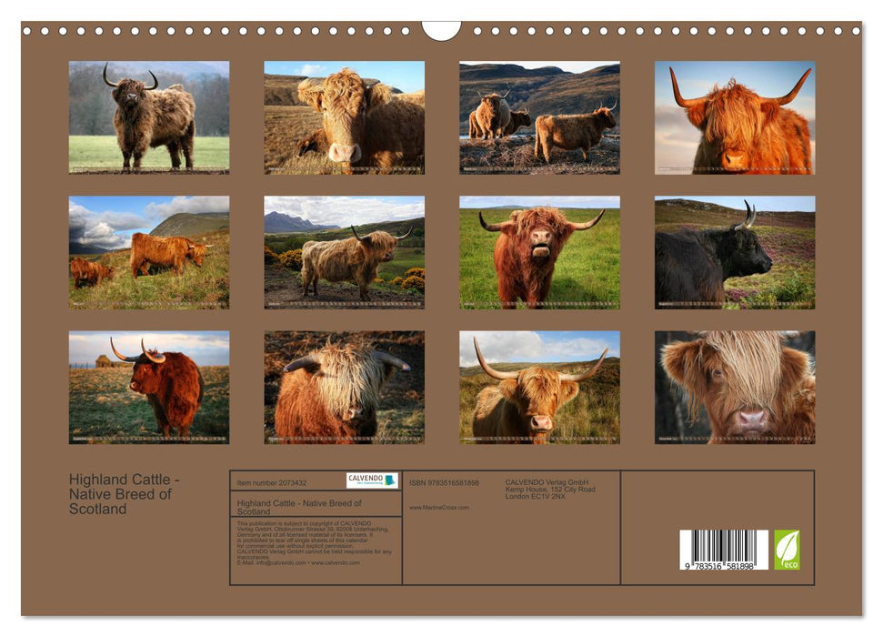Highland Cattle - Native Breed of Scotland (CALVENDO Monthly Calendar 2026)