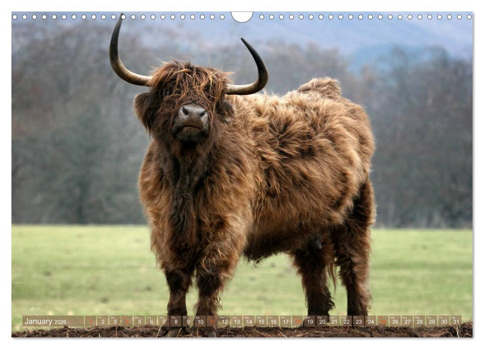 Highland Cattle - Native Breed of Scotland (CALVENDO Monthly Calendar 2026)