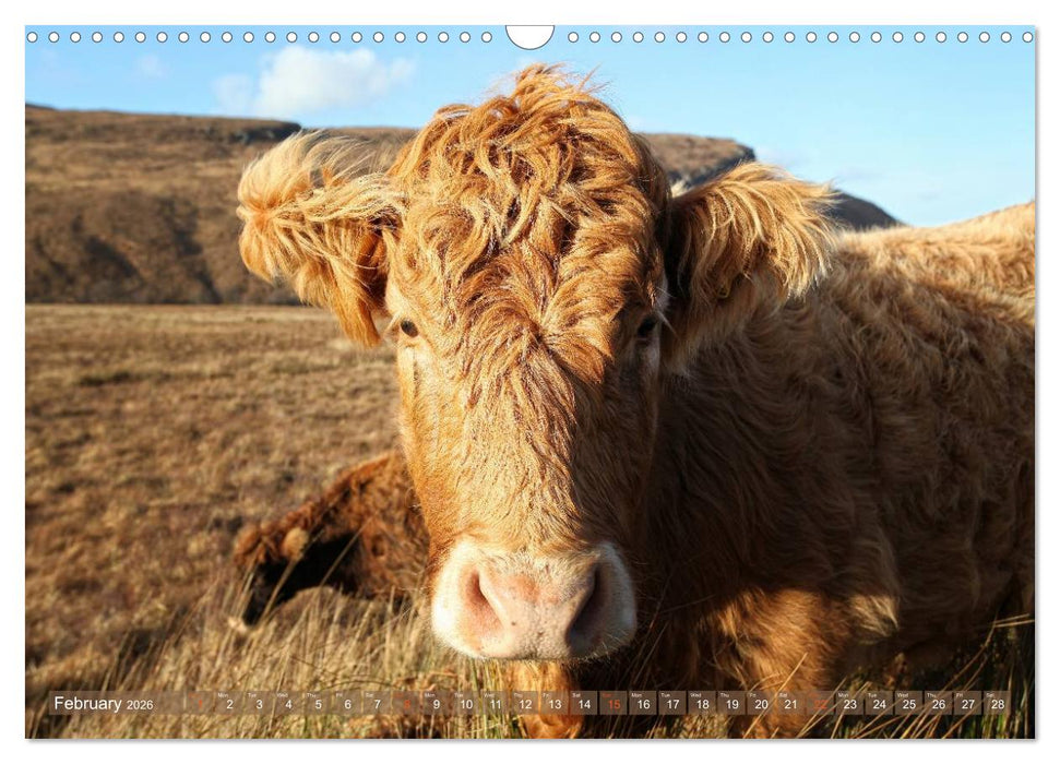 Highland Cattle - Native Breed of Scotland (CALVENDO Monthly Calendar 2026)