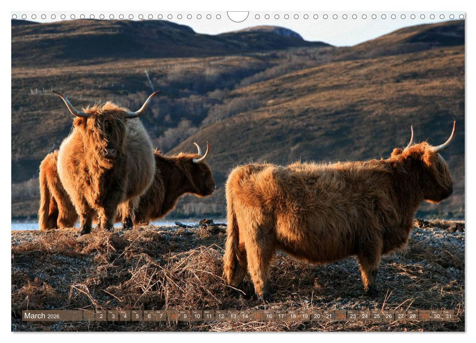 Highland Cattle - Native Breed of Scotland (CALVENDO Monthly Calendar 2026)