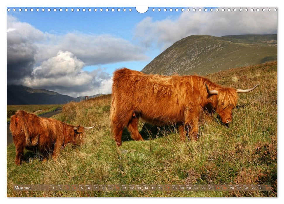 Highland Cattle - Native Breed of Scotland (CALVENDO Monthly Calendar 2026)
