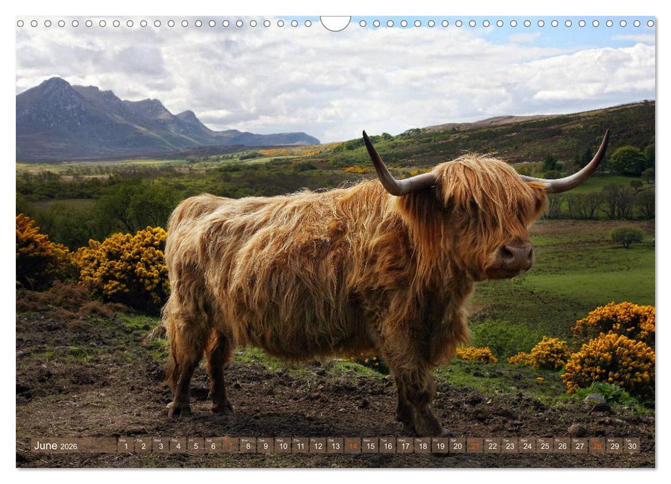 Highland Cattle - Native Breed of Scotland (CALVENDO Monthly Calendar 2026)