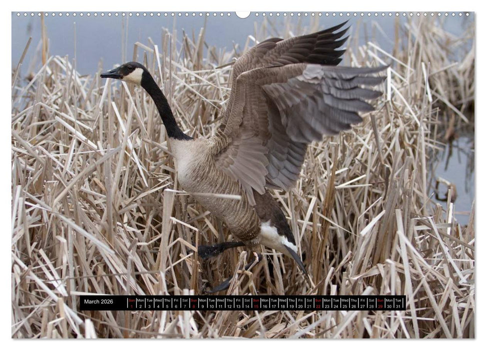 CANADA GOOSE / UK-Version (CALVENDO Premium-Calendar 2026)