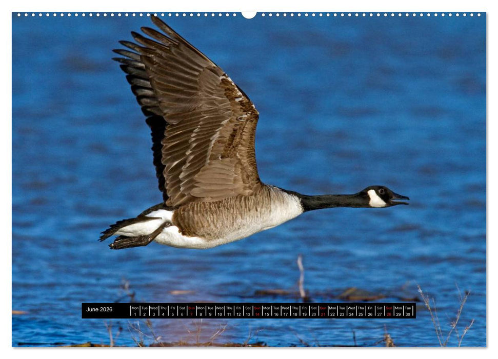 CANADA GOOSE / UK-Version (CALVENDO Premium-Calendar 2026)