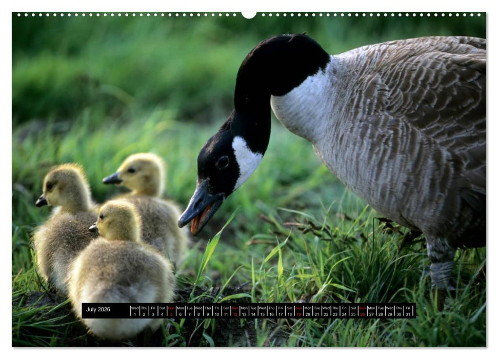 CANADA GOOSE / UK-Version (CALVENDO Premium-Calendar 2026)