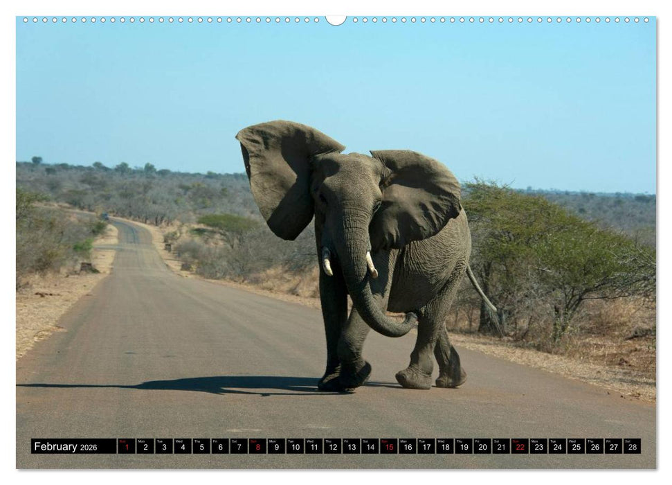 South Africa / UK-Version (CALVENDO Premium-Calendar 2026)