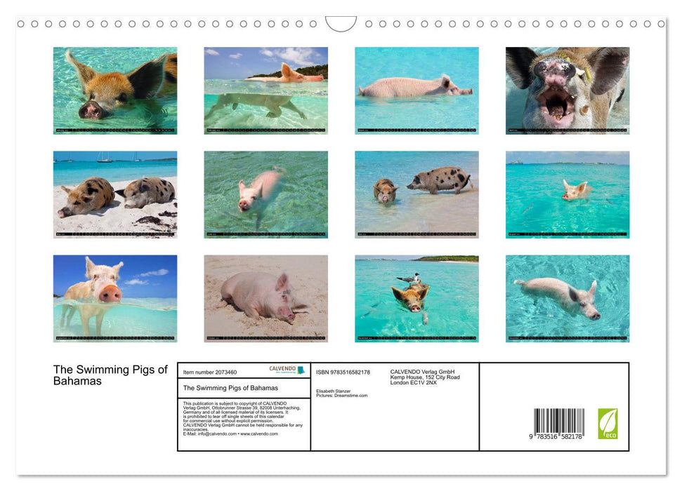 The Swimming Pigs of Bahamas (CALVENDO Monthly Calendar 2026)