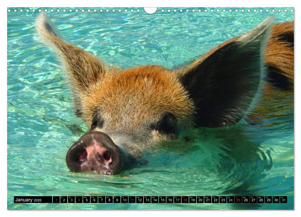 The Swimming Pigs of Bahamas (CALVENDO Monthly Calendar 2026)