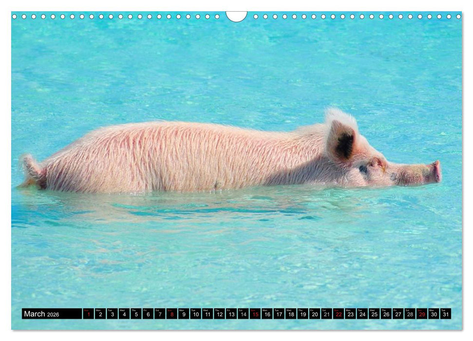 The Swimming Pigs of Bahamas (CALVENDO Monthly Calendar 2026)