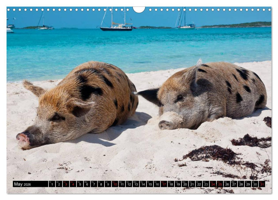 The Swimming Pigs of Bahamas (CALVENDO Monthly Calendar 2026)
