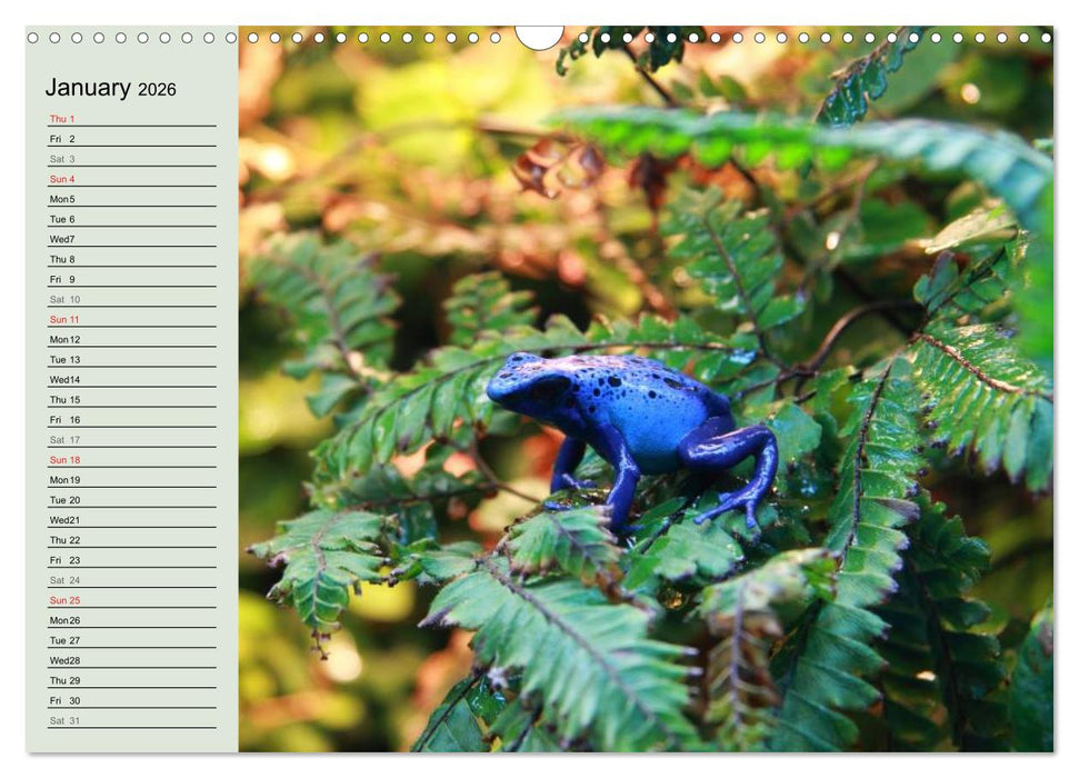Poison dart frogs / UK-Version / Birthday Calendar (CALVENDO Monthly Calendar 2026)