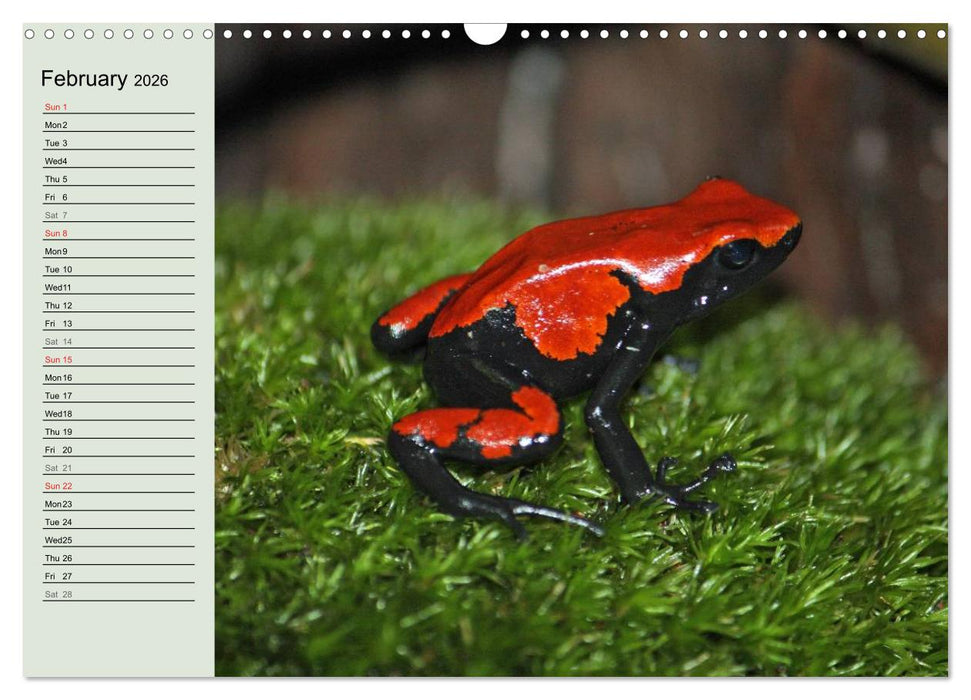 Poison dart frogs / UK-Version / Birthday Calendar (CALVENDO Monthly Calendar 2026)
