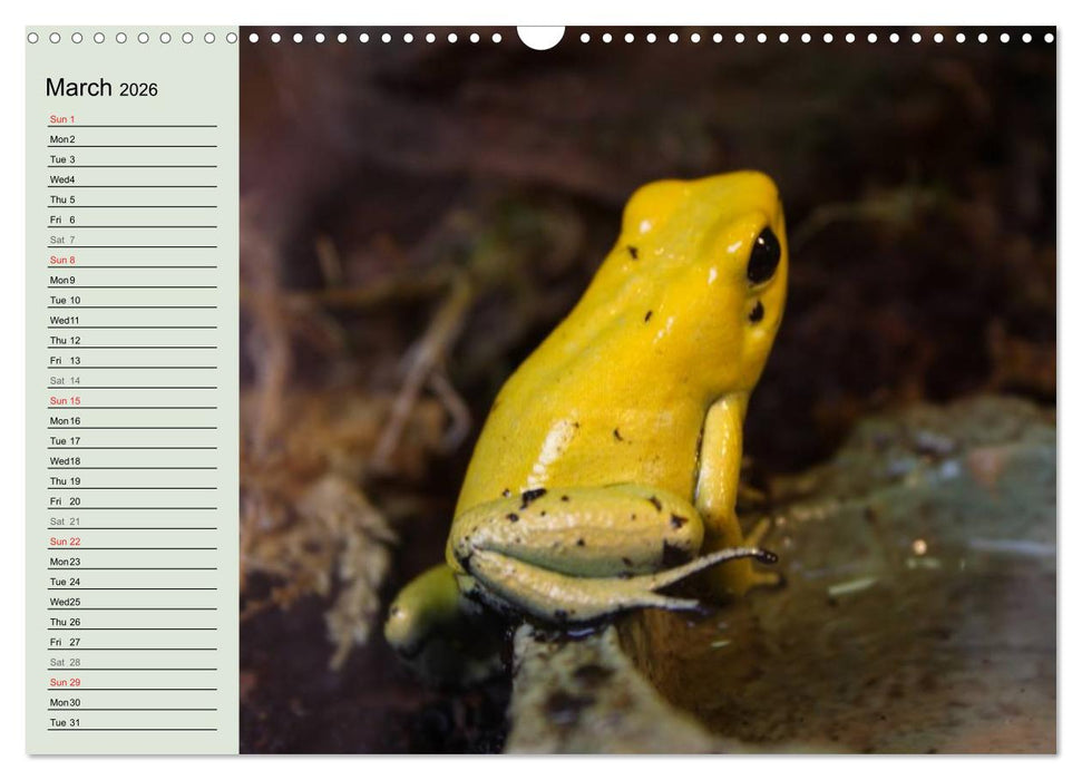 Poison dart frogs / UK-Version / Birthday Calendar (CALVENDO Monthly Calendar 2026)