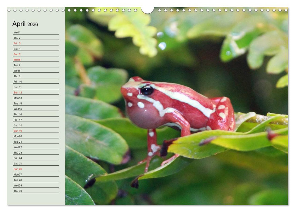 Poison dart frogs / UK-Version / Birthday Calendar (CALVENDO Monthly Calendar 2026)