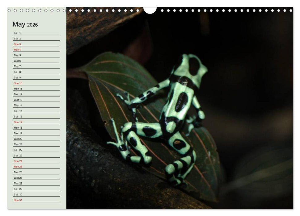 Poison dart frogs / UK-Version / Birthday Calendar (CALVENDO Monthly Calendar 2026)
