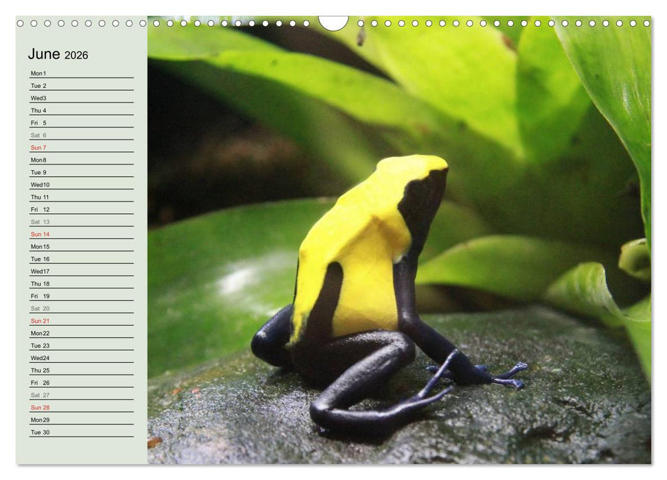 Poison dart frogs / UK-Version / Birthday Calendar (CALVENDO Monthly Calendar 2026)