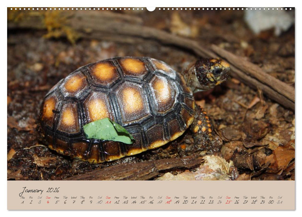 Turtles and Tortoise / UK-Version (CALVENDO Premium-Calendar 2026)