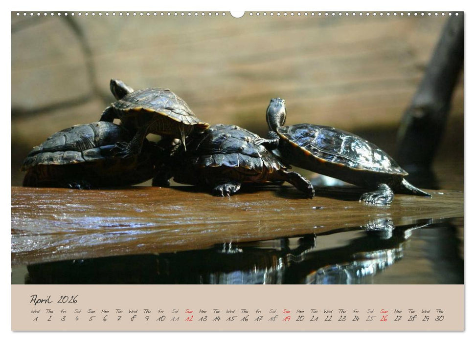 Turtles and Tortoise / UK-Version (CALVENDO Premium-Calendar 2026)