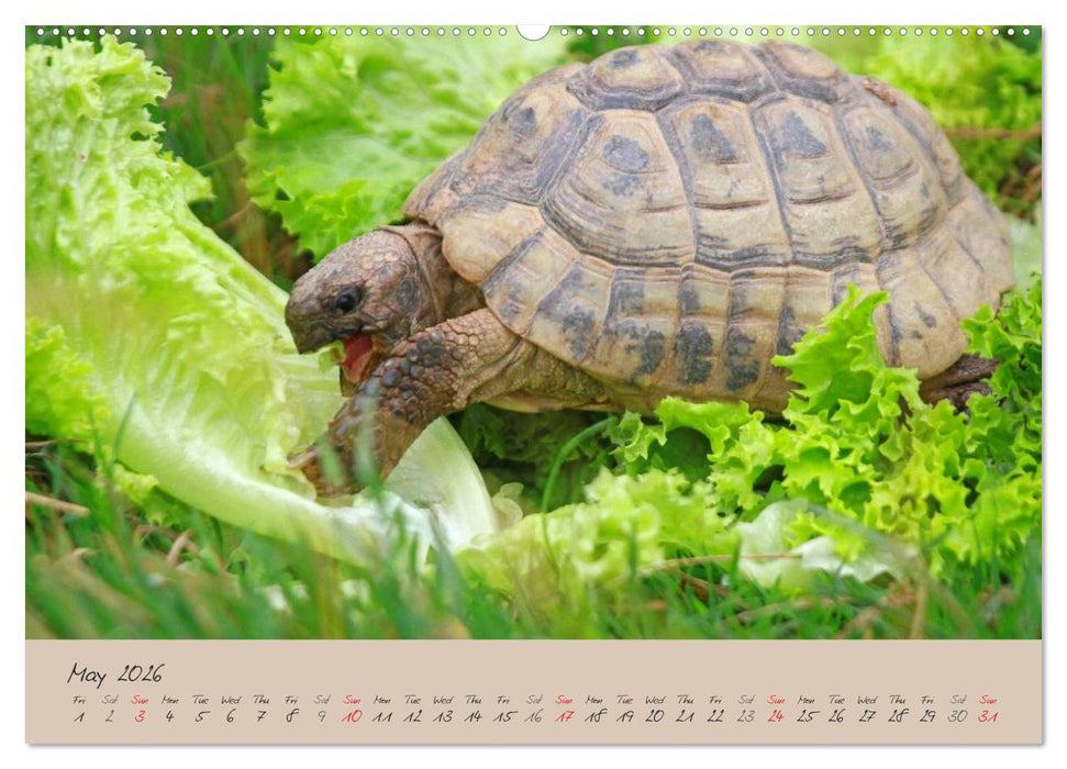Turtles and Tortoise / UK-Version (CALVENDO Premium-Calendar 2026)